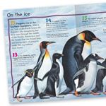 Erkek genel 100 Facts Penguins